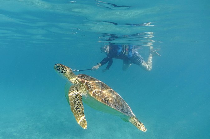 St Thomas Sea Turtle Snorkel Kayak Adventure Tour - The beach break: lunch, snacks, and the island-side slow down