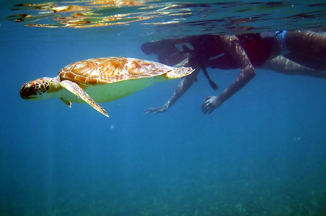 St Thomas Sea Turtle Snorkel Kayak Adventure Tour - Price and value: $139 for water time, guide effort, and included fuel