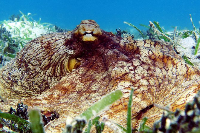 St Thomas Sea Turtle Snorkel Kayak Adventure Tour - Who should book it, and who should pass