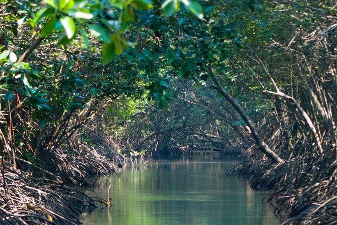Sunset Kayak Tour in the Mangrove Lagoon, St Thomas - Who should book this sunset kayak and who may prefer something else