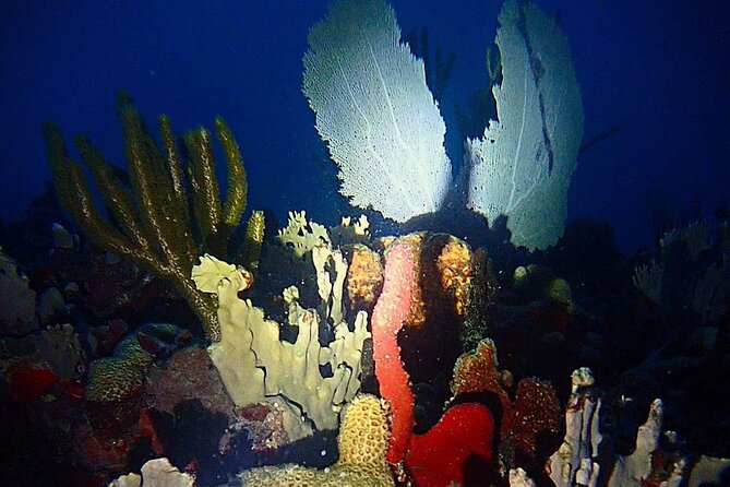 Sunset on the Water + Night Snorkeling with Guide in St. Thomas - Why St. Thomas night snorkeling feels different