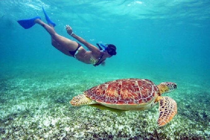 Turtle Snorkel Sail on Buck Island from Frenchman's Reef - What you’ll notice on day one