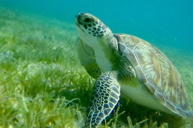 Turtles, Pizza Pi & Sunset trip - Maho Bay for sea turtles and sting rays: the main swim stop