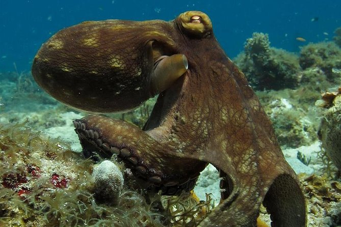 Two-Tank Dive for Certified Diving in St Thomas - Key Things That Make This Two-Tank Scuba Trip Worth It