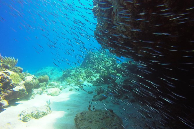Two-Tank Dive for Certified Diving in St Thomas - Gear Up and the Giant Stride Entry