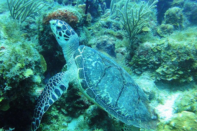 Two-Tank Dive for Certified Diving in St Thomas - The Meeting Point: Aqua Marine Dive Center at Saga Haven Marina